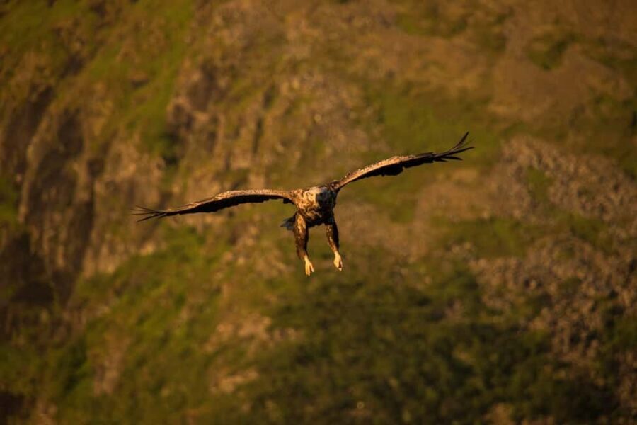 Sea Eagle/Nature Safari - Lofoten’s sea-eagle world near Henningsvær