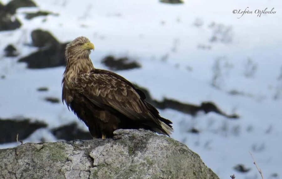 Sea Eagle/Nature Safari - Wildlife targets: sea eagles, curious grey seals, and possible whales