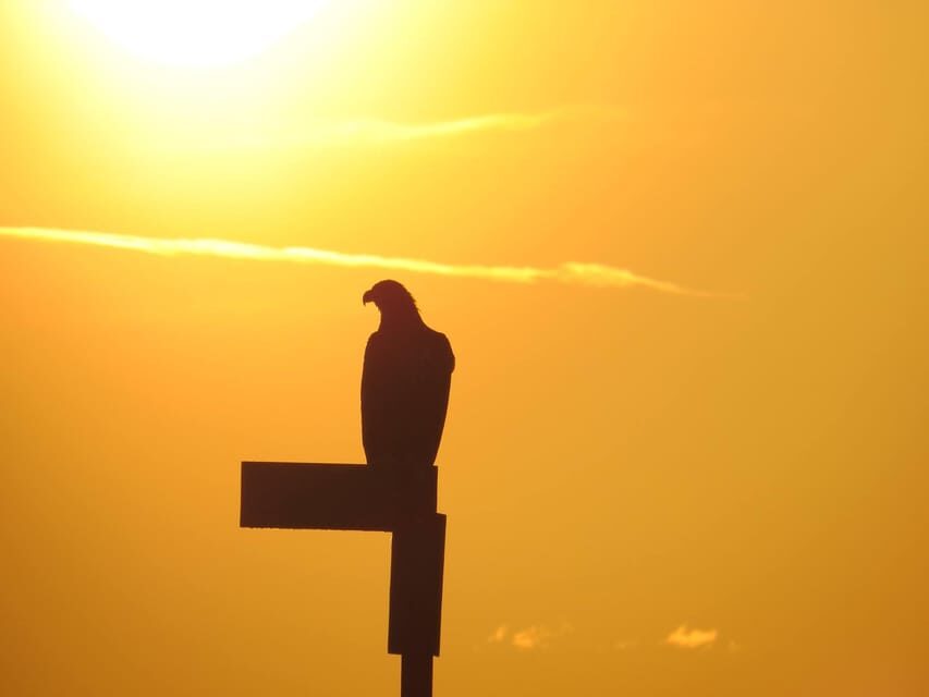 Sea Eagle/Nature Safari - Timing, weather, and how to avoid disappointment