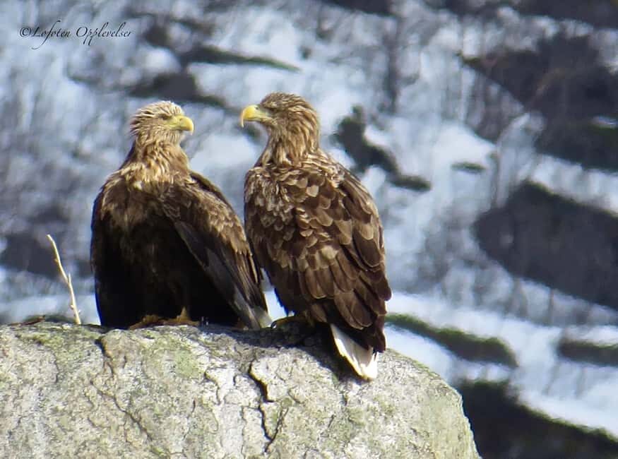 Sea Eagle/Nature Safari - RIB boat speed, floating suit, and what the ride is really like