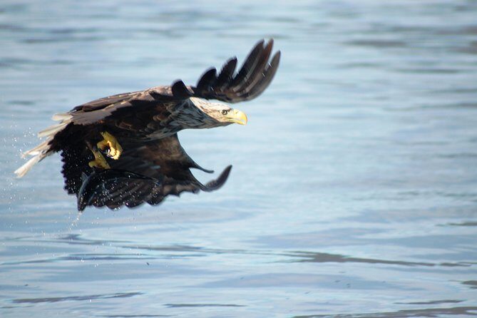 Sea Eagle Safari from Svolvær to Trollfjorden - Trollfjorden by RIB: what two hours feels like