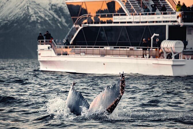 Silent Whale Watching by Hybrid-Electric Boat from Tromsø - Key Points Worth Knowing Before You Go