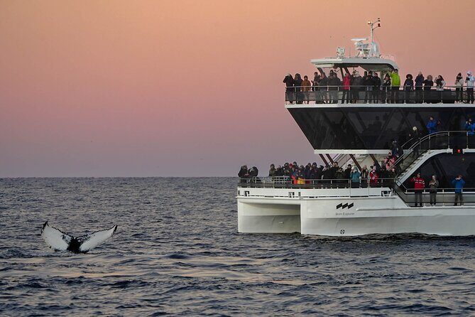 Silent Whale Watching by Hybrid-Electric Boat from Tromsø - Boat Comfort and Setup: Warm Cabin, Crowds, and the Wi-Fi Reality Check