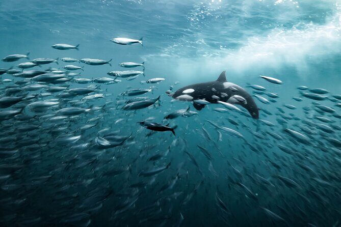 Silent Whale Watching by Hybrid-Electric Boat from Tromsø - Timing and Conditions: Why the Long Day Can Feel Tough
