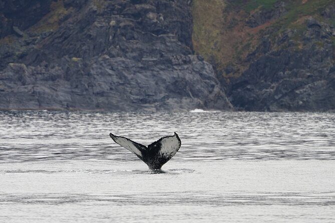Silent Whale Watching by Hybrid-Electric Boat from Tromsø - Value for Money: Is $214.85 Worth It?