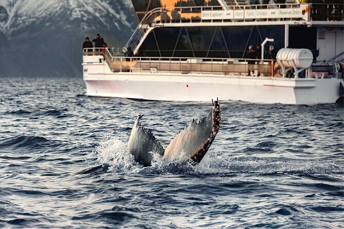 Silent Whale Watching on Hybrid-Electric Boat with Scenic Bustrip - Tromsø silent whale watching: why this route is worth your time
