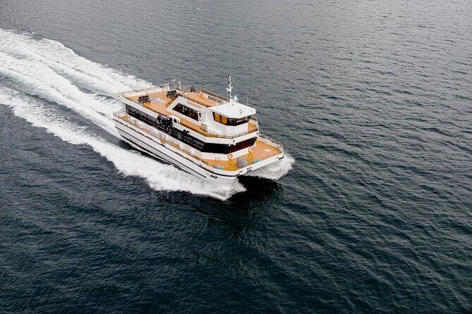 Silent Whale Watching on Hybrid-Electric Boat with Scenic Bustrip - The hybrid-electric catamaran: comfort, viewing, and that calmer feeling