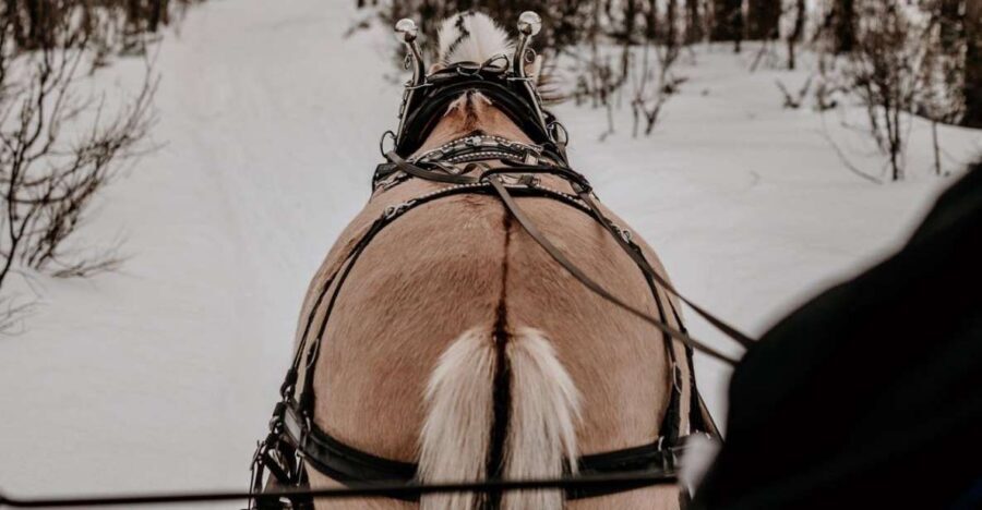 sleigh ride and dining experience - Forest and River Riding With Sleigh Bells