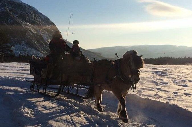 Sleigh ride Under The Northern Lights - Snow Suits, Warm Stops, and the Meal That Actually Helps