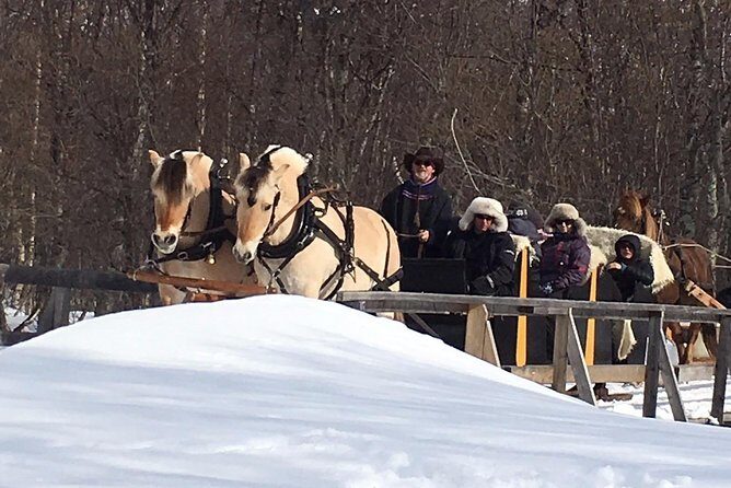 Sleigh Ride w/ snacks - Experience Arctic Farm Life - Inside the Lavvo: coffee, pastry, and real farm warmth