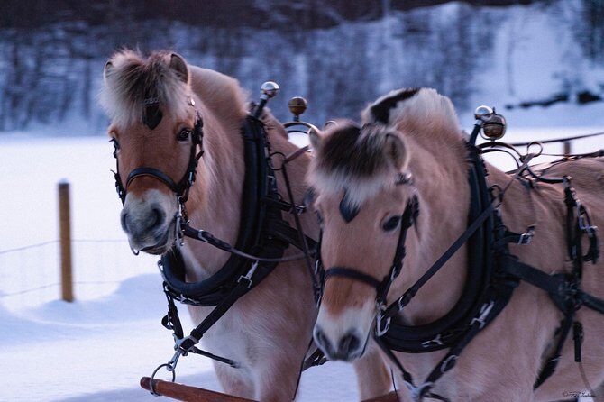 Sleigh Ride w/ Tapas Meal - Experience Arctic Farm Life - The Sleigh Ride: Fjord Horses, Warm Blankets, and Aurora Possibilities