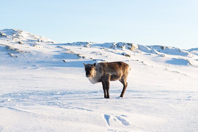 Small Group Snowshoe Hike in Tromso - The snowshoe walk: pacing, safety, and that classic fjord-view payoff