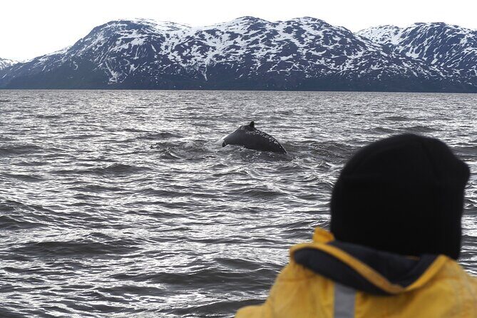 Small group Whale watching - Key things to notice before you go