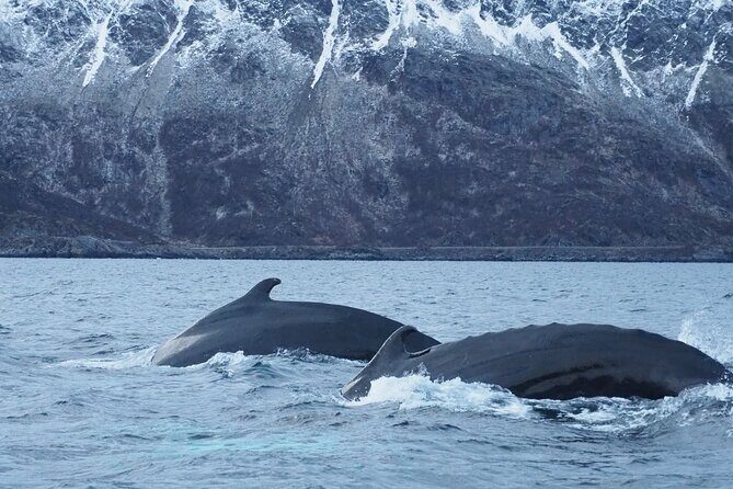 Small group Whale watching - Why Altafjord Whale Watching Feels Different Than a Quick Tour