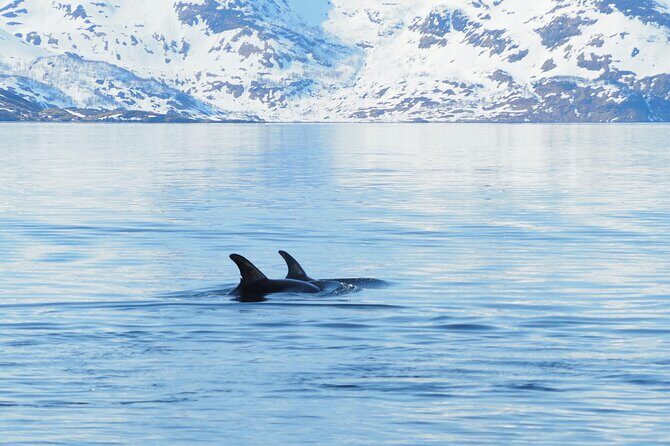 Small group Whale watching - The Altafjord Boat Search: 3 Hours of Real Fjord Time