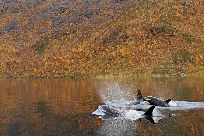 Small group Whale watching - What You Might See: Orcas, Humpbacks, and the Reality of Nature