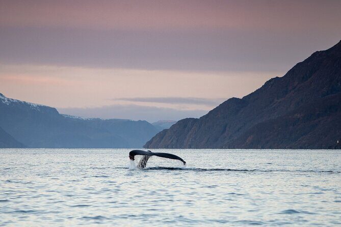 Small Group Whale Watching by RIB - Key Things I’d Pay Attention To Before You Go
