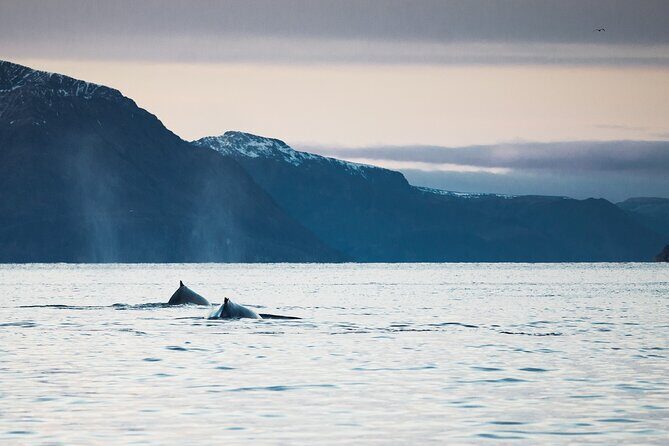 Small Group Whale Watching by RIB - Price and Value: Is $301.50 Worth It?