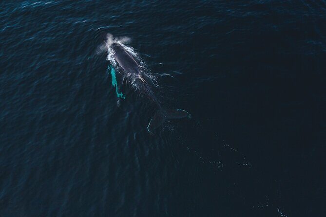 Small Group Whale Watching by RIB - Altafjord Start: How the Crew Chooses Where You Begin