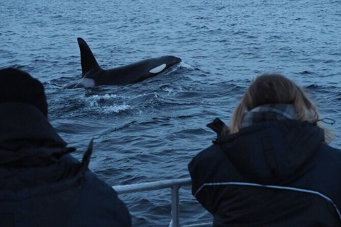 Small group Whale watching - Inside the 45-Minute Prep: Local Knowledge and What to Watch For