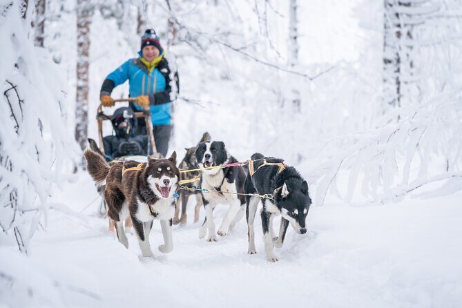 Small scale and Intimate Wilderness Dog Sledding 2h from Tromsø - Key highlights worth your attention