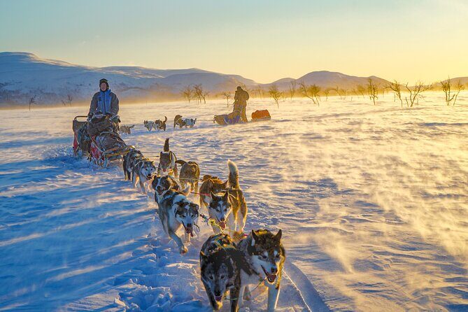 Small scale and Intimate Wilderness Dog Sledding 2h from Tromsø - How the Briefing Helps You Actually Drive (Not Just Hold On)