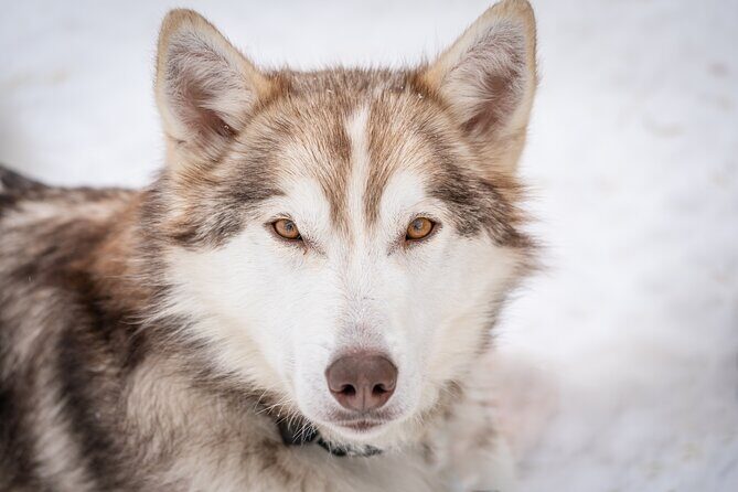 Small scale and Intimate Wilderness Dog Sledding 2h from Tromsø - The Two-Hour Sled Ride Through Quiet Snow Trails