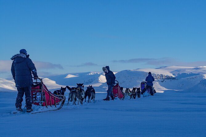 Small scale and Intimate Wilderness Dog Sledding 2h from Tromsø - Who This Tour Fits Best (and Who Should Rethink It)