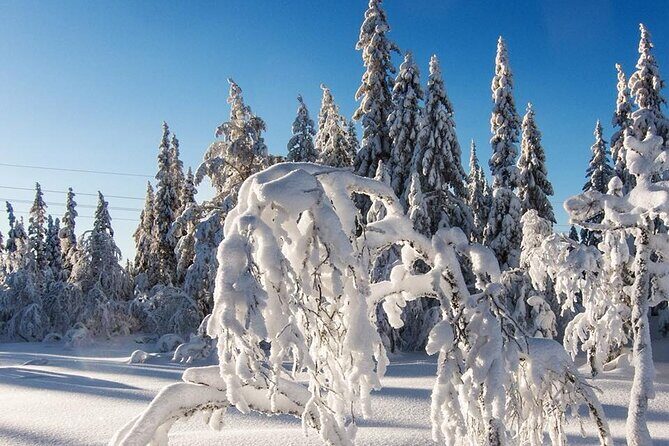 Snowshoe Tour in Winter Wonderland - Oslo - Snowshoes, poles, and that first awkward 10 minutes