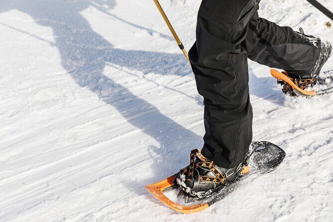 Snowshoe Tour in Winter Wonderland - Oslo - Oslomarka in winter: pace, wildlife, and Norwegian winter facts