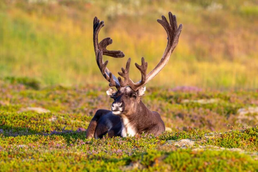 Sortland: Andøya Scenic Route & Wildlife Tour - Key highlights at a glance