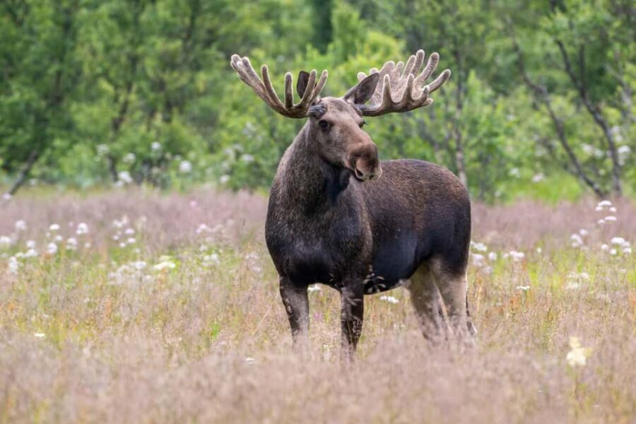 Sortland: Andøya Scenic Route & Wildlife Tour - Andøya’s Outer Coast Turns a Scenic Drive Into a Wildlife Day
