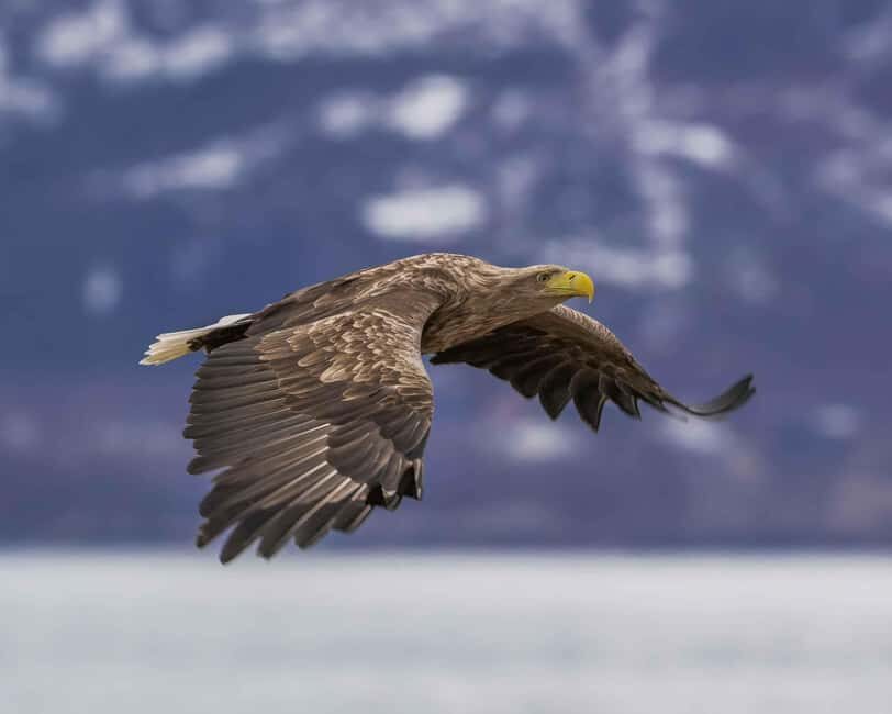 Sortland: Andøya Scenic Route & Wildlife Tour - Wildlife Spotting With a Guide: What You Can Expect (and What You Can’t)