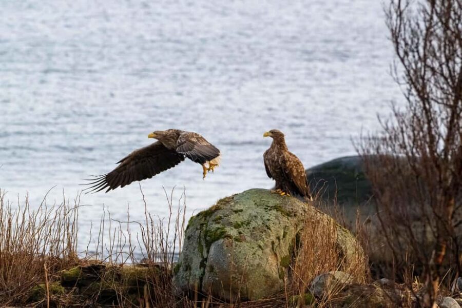 Sortland: Andøya Scenic Route & Wildlife Tour - Village Breaks: Bø, Bleik, and Dverberg With Norse Myths and Real Life