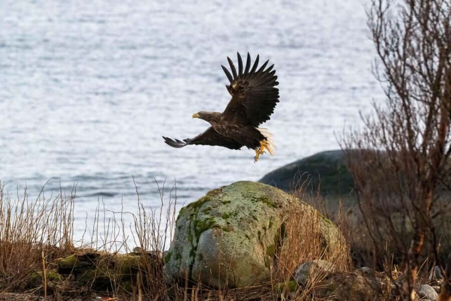 Sortland: Andøya Scenic Route & Wildlife Tour - Comfort, Pickup, and the Small-Group Feel