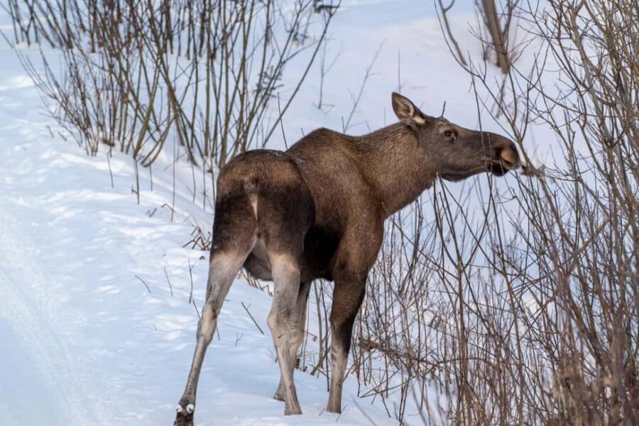 Sortland: Andøya Scenic Route & Wildlife Tour - Who This Tour Is For (and Who Should Skip It)