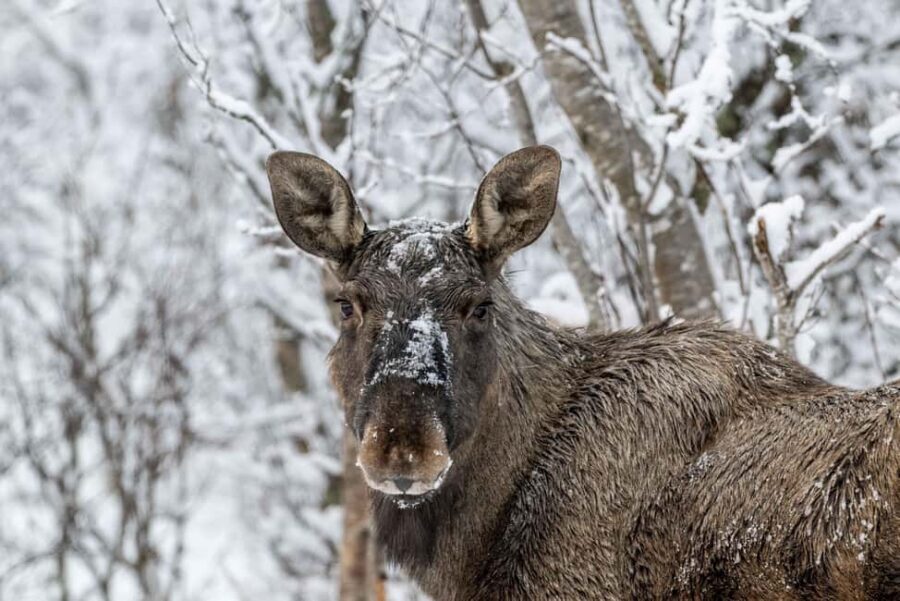 Sortland: Andøya Scenic Route & Wildlife Tour - What I’d Do to Get the Best Day Out of It
