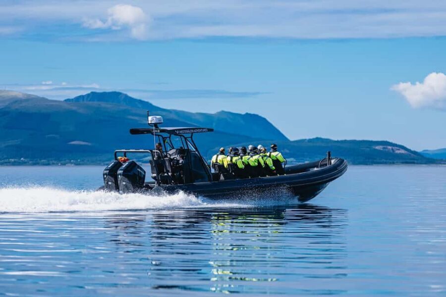 Sortland: Trollfjord RIB Boat Tour - Wildlife focus: sea eagles in the real habitat