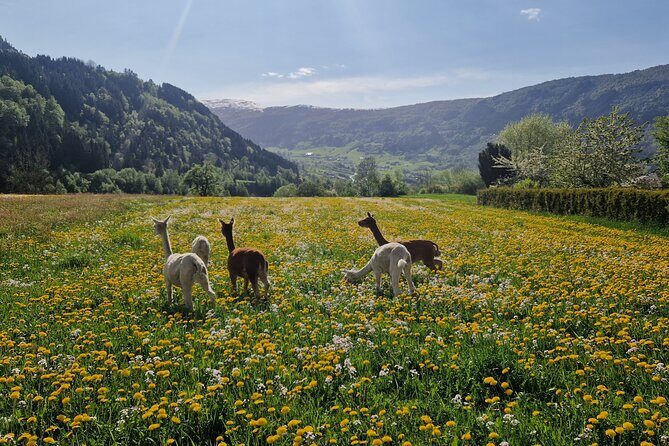 Steim Farm Experience in Vik, Norway - Key highlights that make Steim Farm worth your time