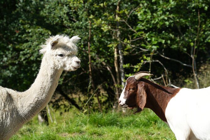 Steim Farm Experience in Vik, Norway - Steim Farm in Vik: working-life tourism done the right way