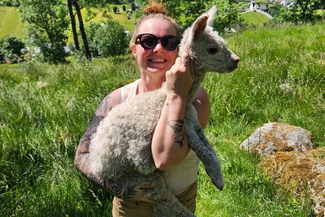 Steim Farm Experience in Vik, Norway - Price and value: what $32.26 buys you in real time