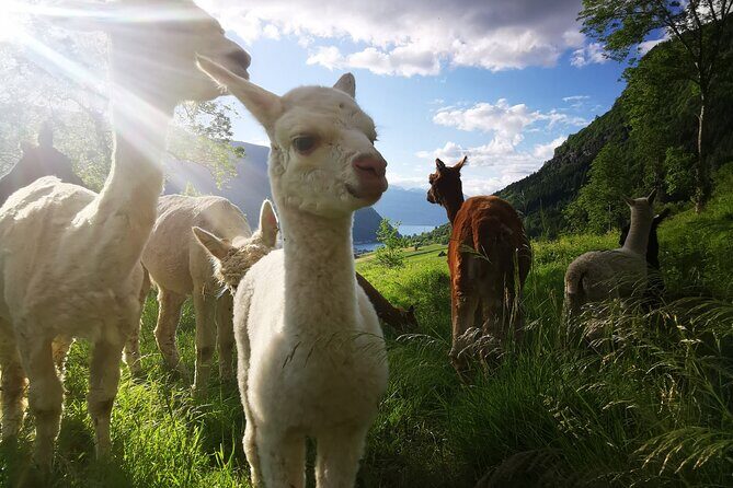 Steim Farm Experience in Vik, Norway - Group size, tickets, and English-friendly planning