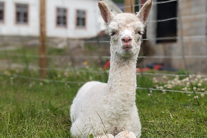 Steim Farm Experience in Vik, Norway - Should you book Steim Farm Experience in Vik?