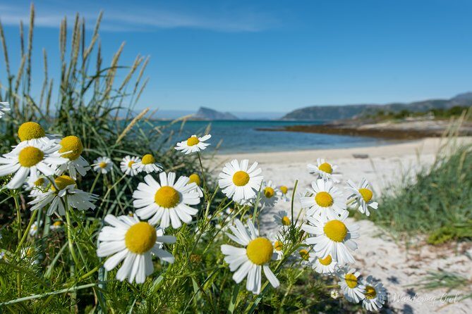 Summer Fjord Road Trip with Citizen Science with Wandering Owl - Citizen science: what you’ll do beyond taking photos