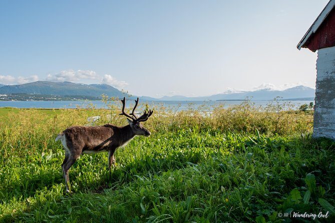Summer Fjord Road Trip with Citizen Science with Wandering Owl - What to pack for Arctic weather and forest toilets
