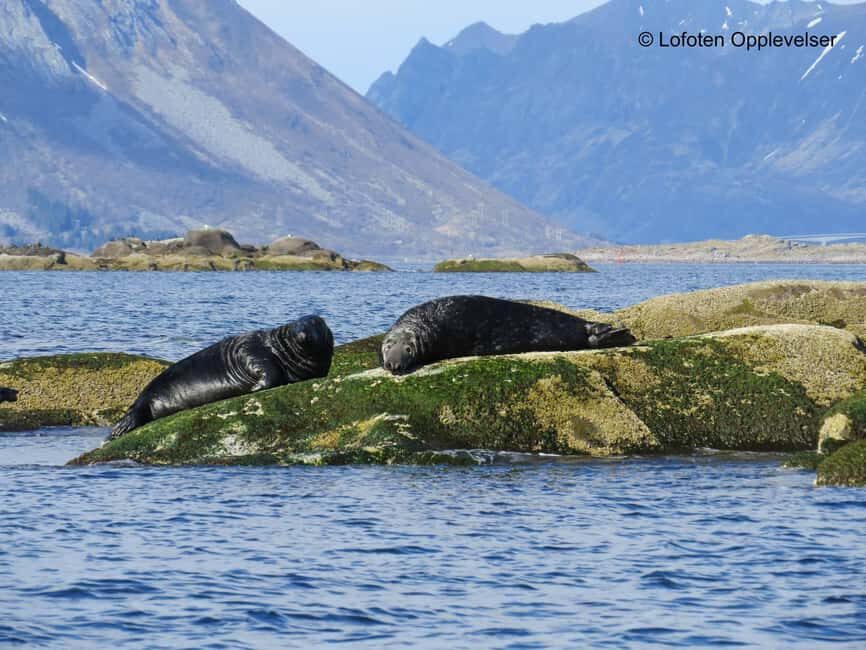 Summer Snorkeling with Grey Seals - Grey seals in Lofoten fjords: why this experience feels different