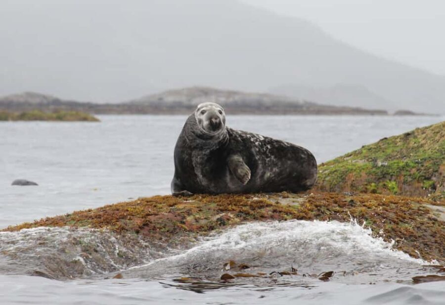 Summer Snorkeling with Grey Seals - Dreyers gate 15 meeting and the Henningsvær safety briefing that sets the tone