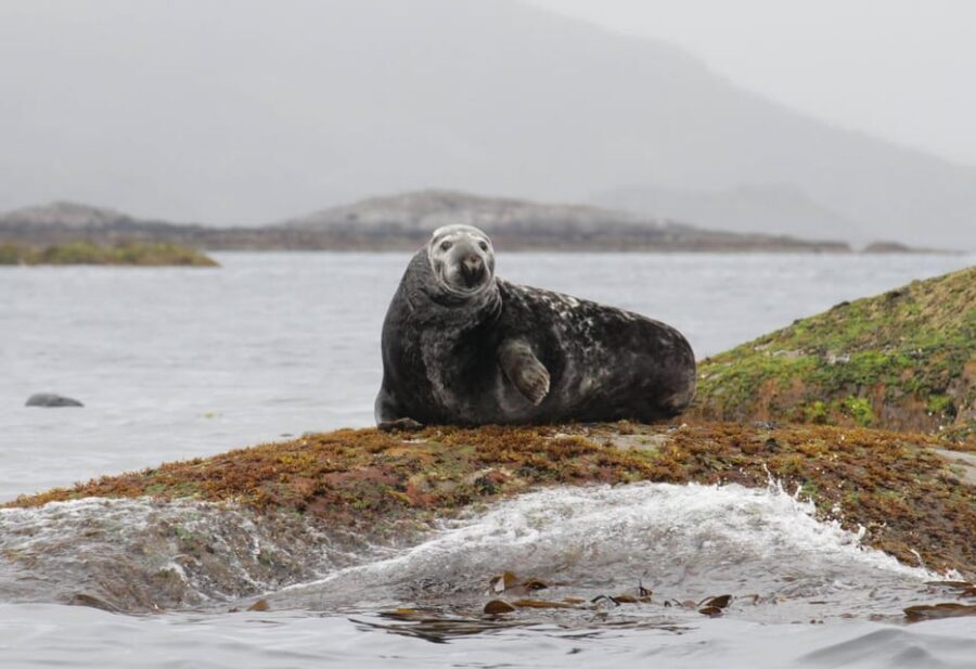 Summer Snorkeling with Grey Seals - Who should book this seal snorkel (and who should skip)