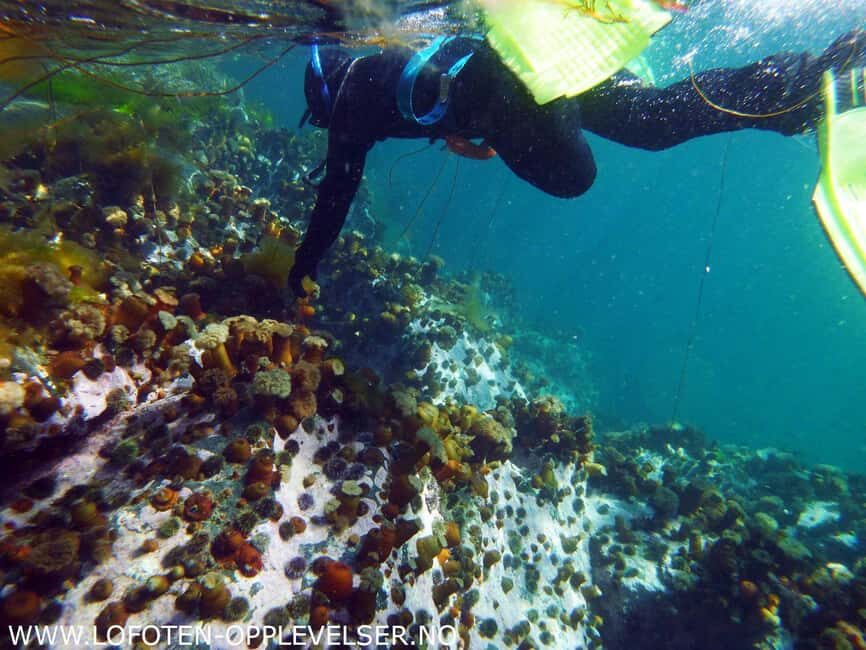 Summer Snorkeling with Grey Seals - Getting ready in Arctic style: dry suits, gloves, and what you wear under them