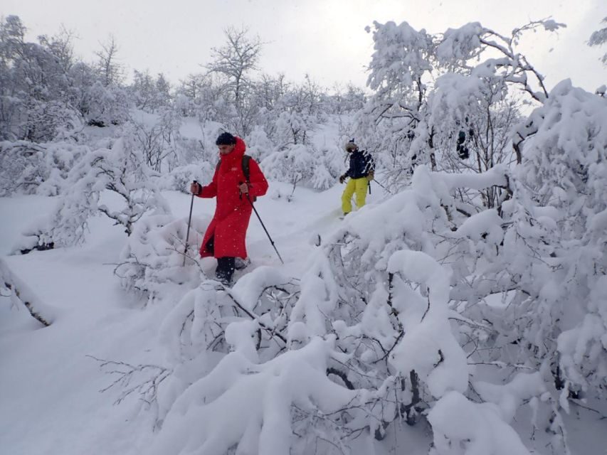 Svolvaer: Half-Day Guided Snowshoeing Tour - Key highlights worth caring about